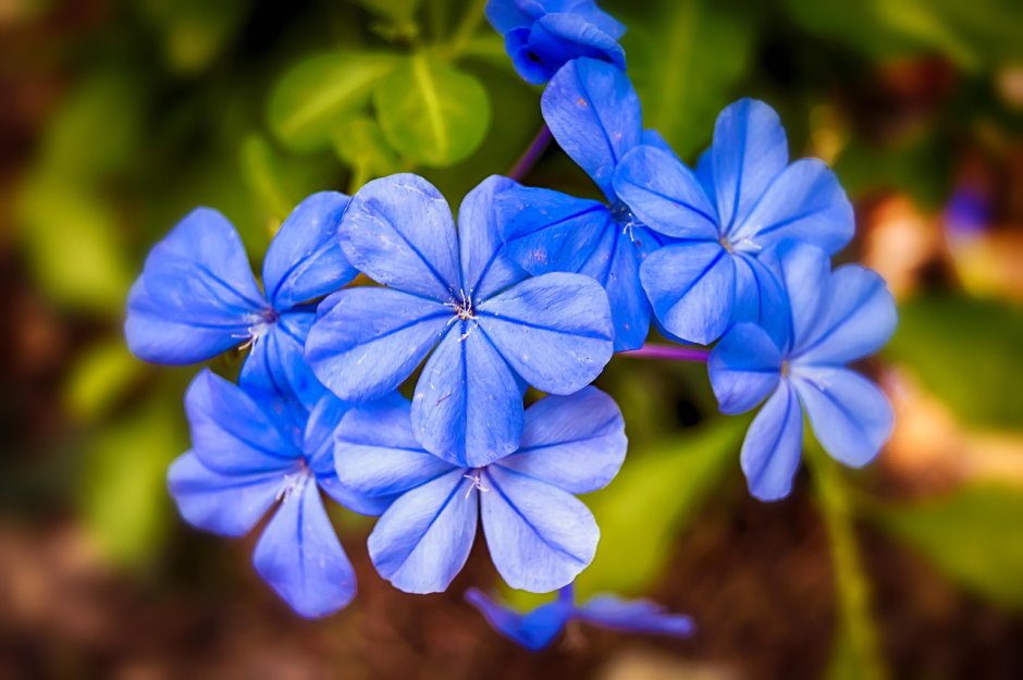 Голубой Жасмин ЙВЕ цветок