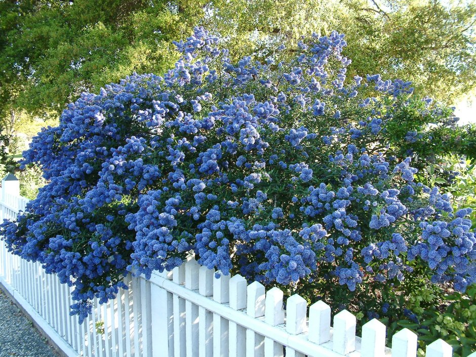 Синий Жасмин цветок