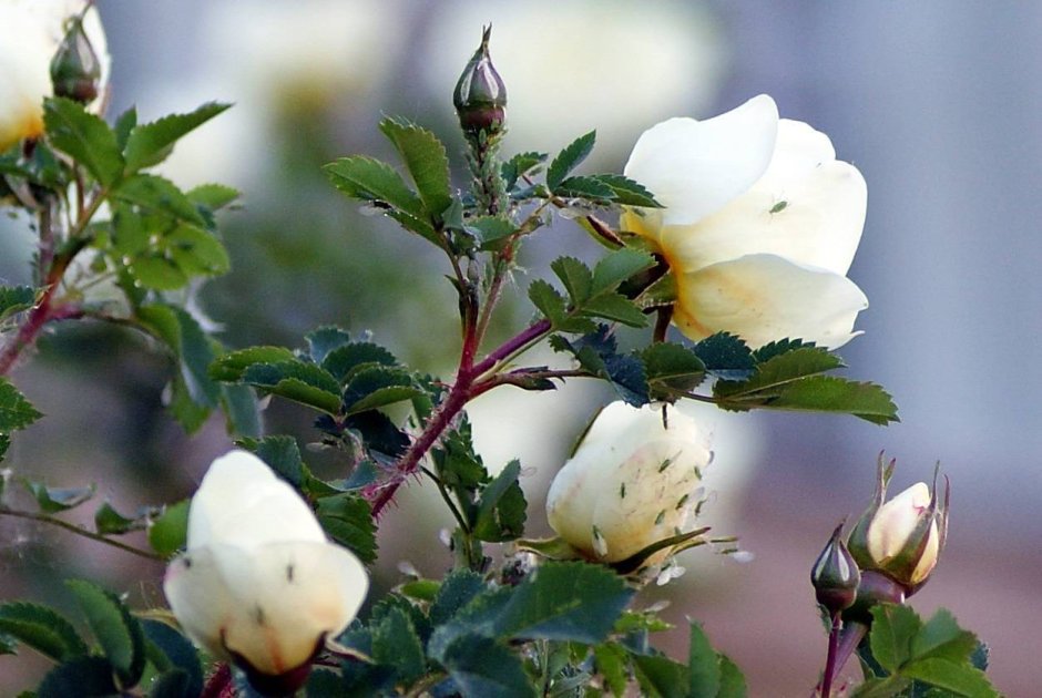 Шиповник белый Дикая роза
