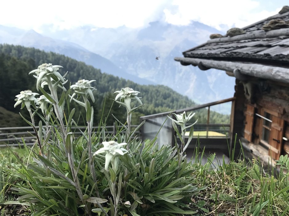 Эдельвейс в Альпах