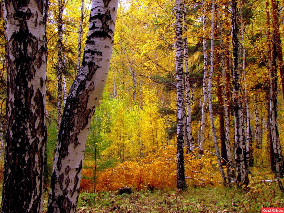 Природа Урала лес осень