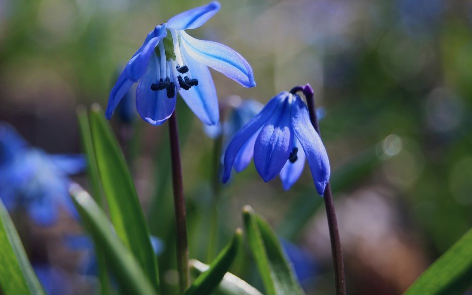 Луковичные синие цветы пролеск