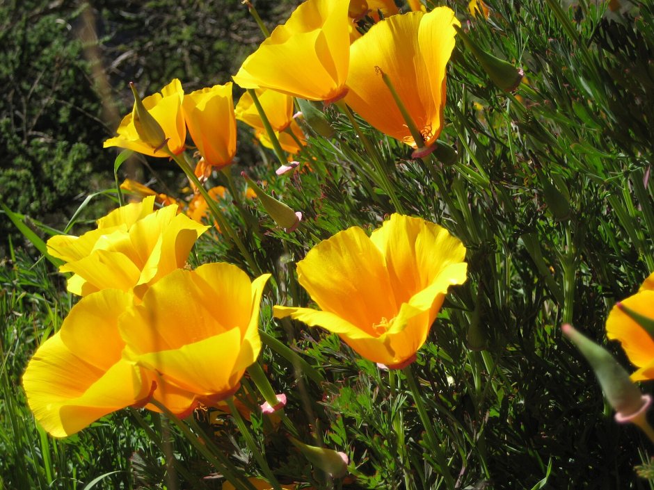 Цветок эшшольция Калифорнийская