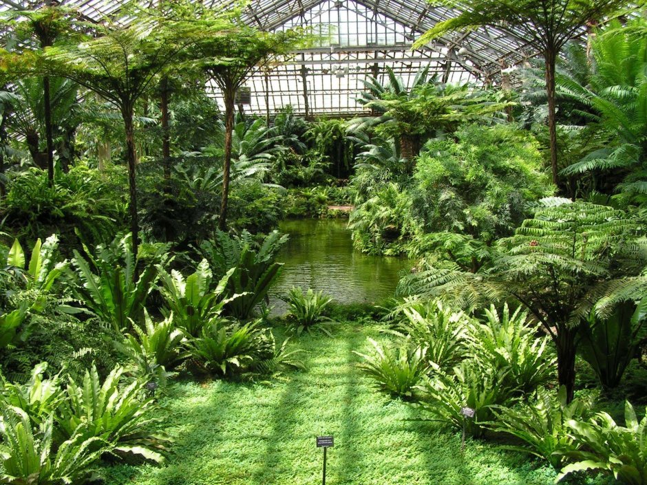 Ботанический сад Петра Великого оранжерея субтропиков