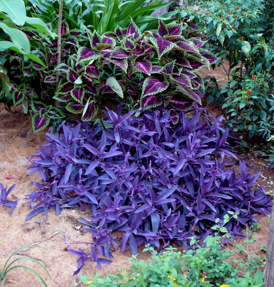 Традесканция Садовая пурпурная