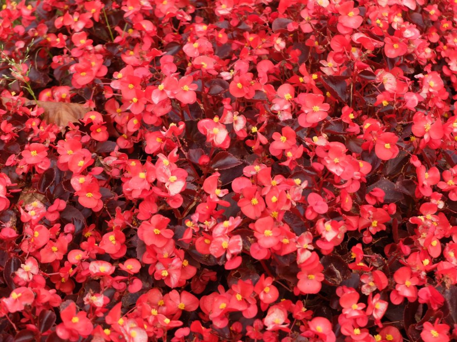 Цветок с мелкими красными листьями