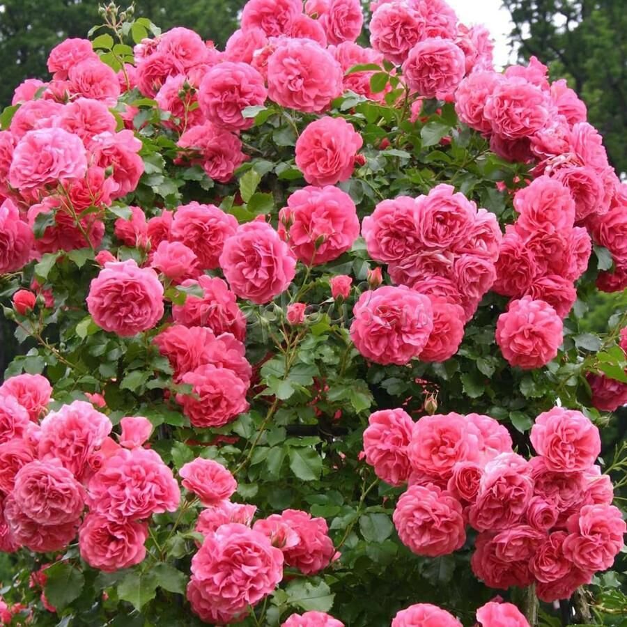 Роза Розариум Ютерсен в саду