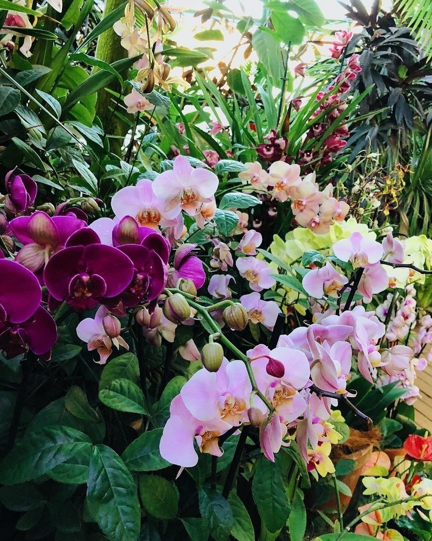 Аптекарский огород оранжерея орхидей