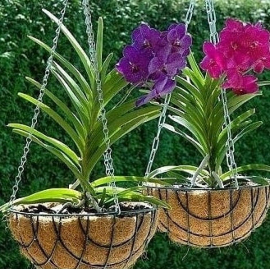 Орхидея фаленопсис в природе