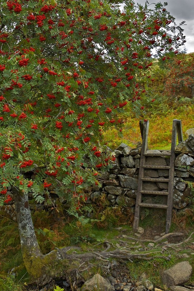 Осенний сад с фруктами