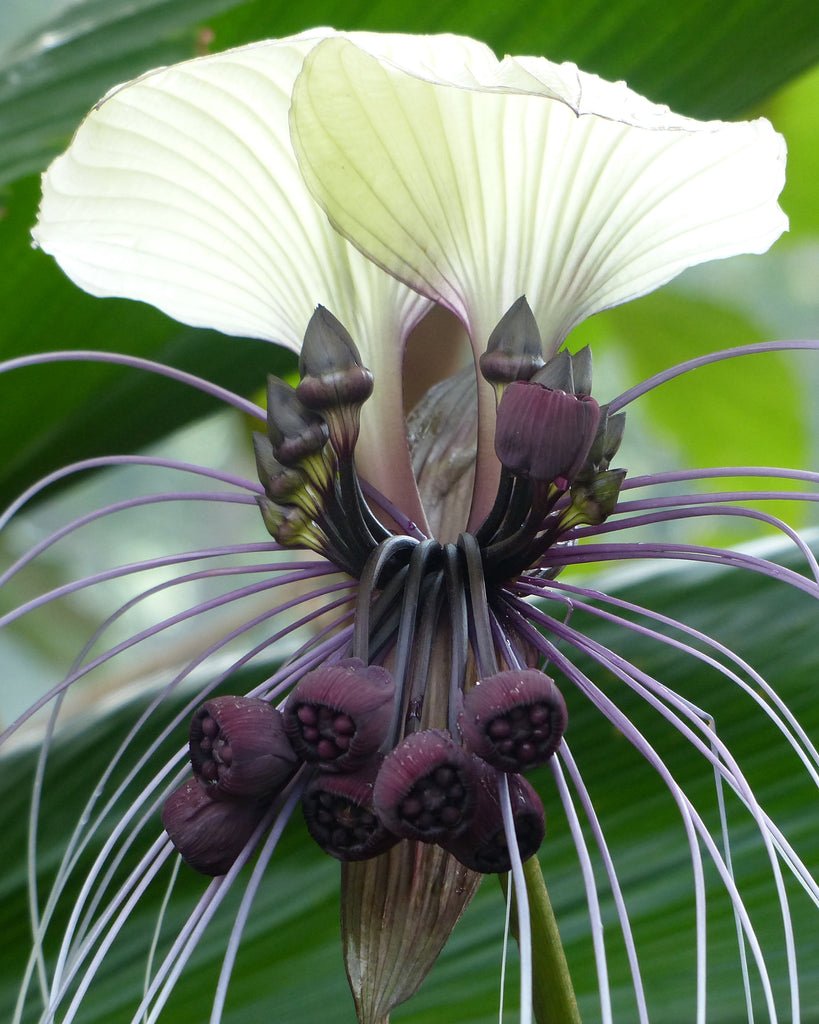 Орхидея Такка