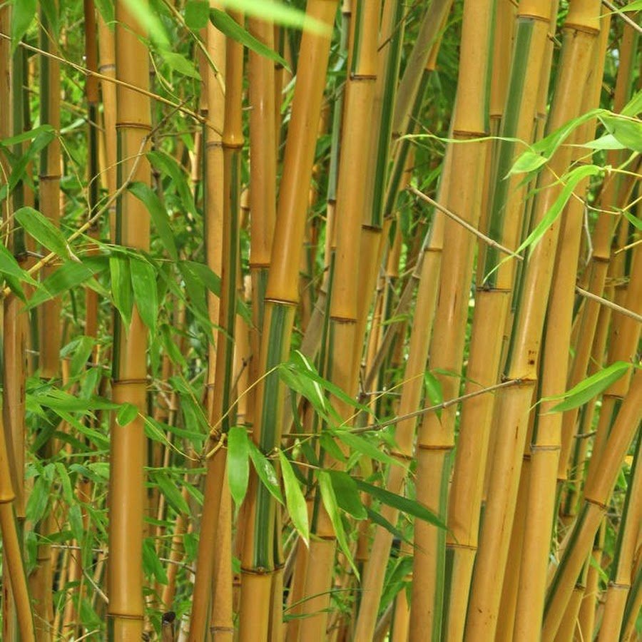 Бамбук Биссета 150/+ bambusa bissetii 12л (и)