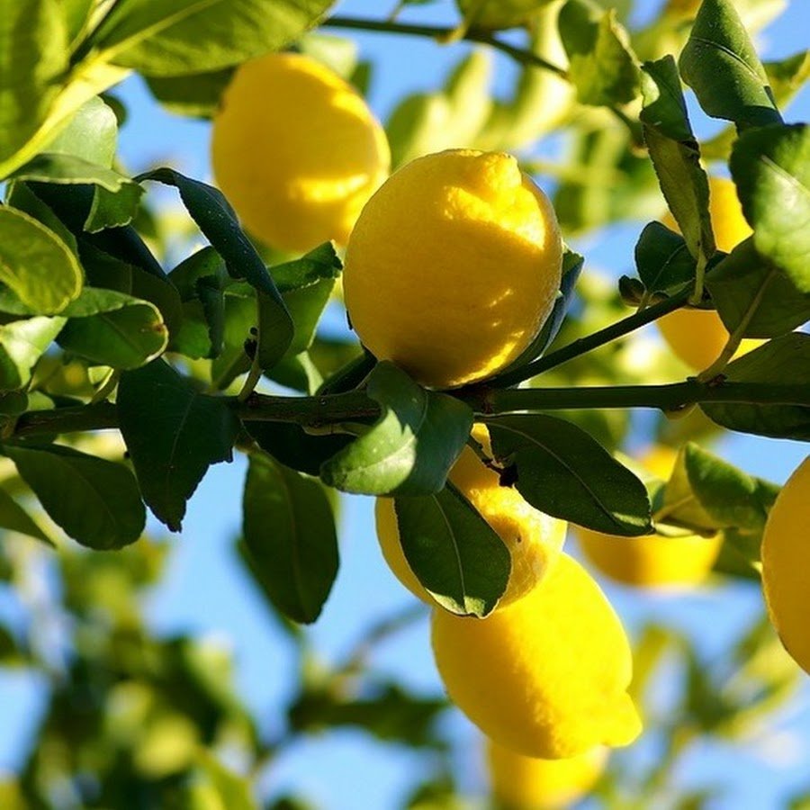 Азербайджанский лимон