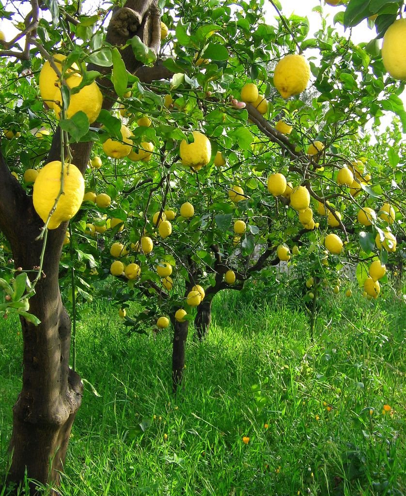 Лимонное дерево Limon Agaci