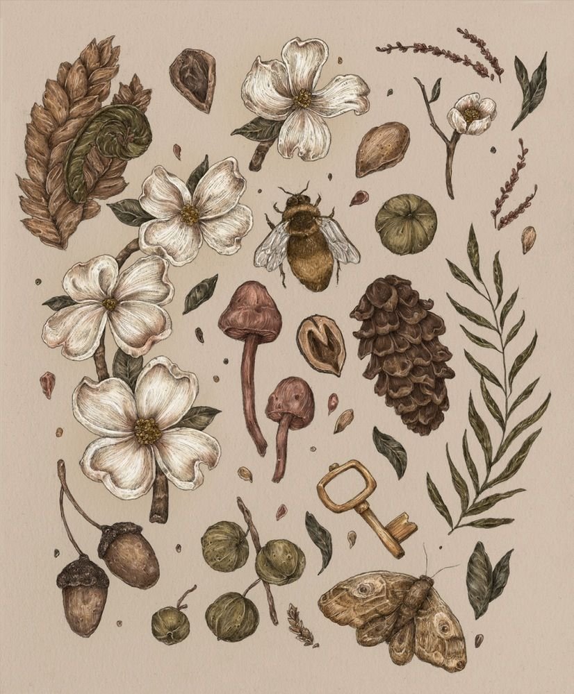 Эстетика ботанических иллюстраций
