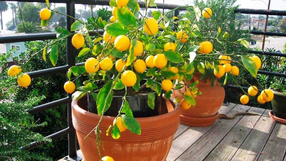 Лимонное дерево Limon Agaci