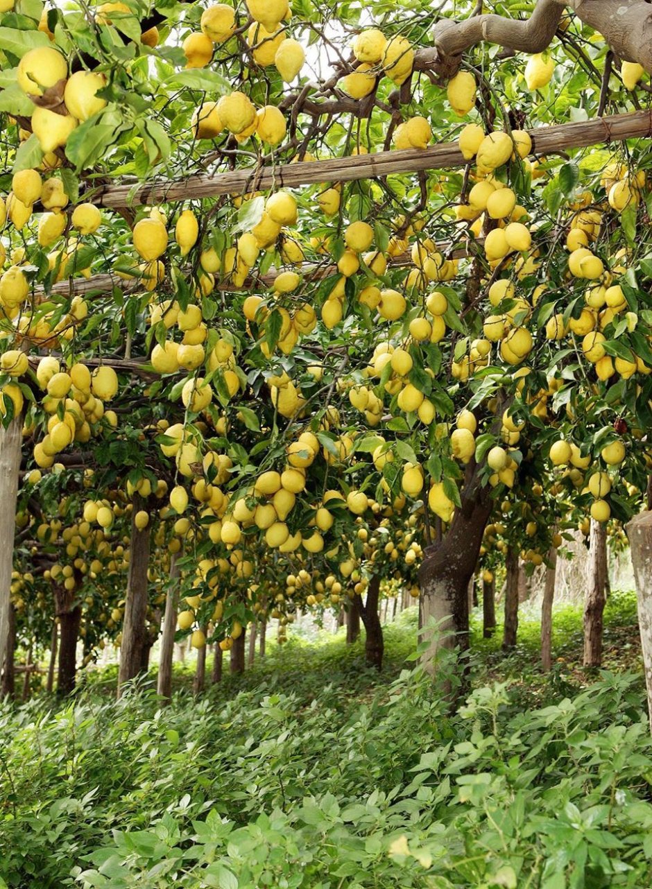 Фон лимонный сад