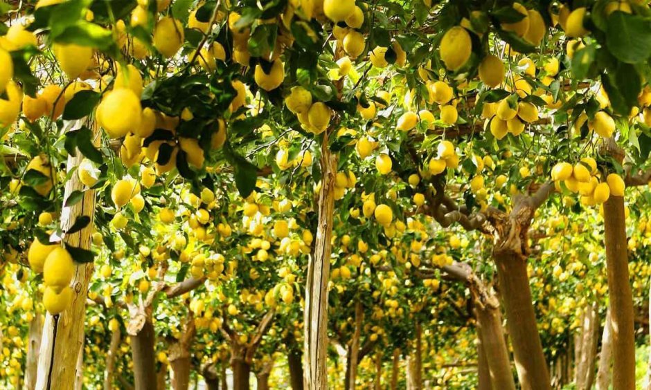 Лимонное дерево Эстетика