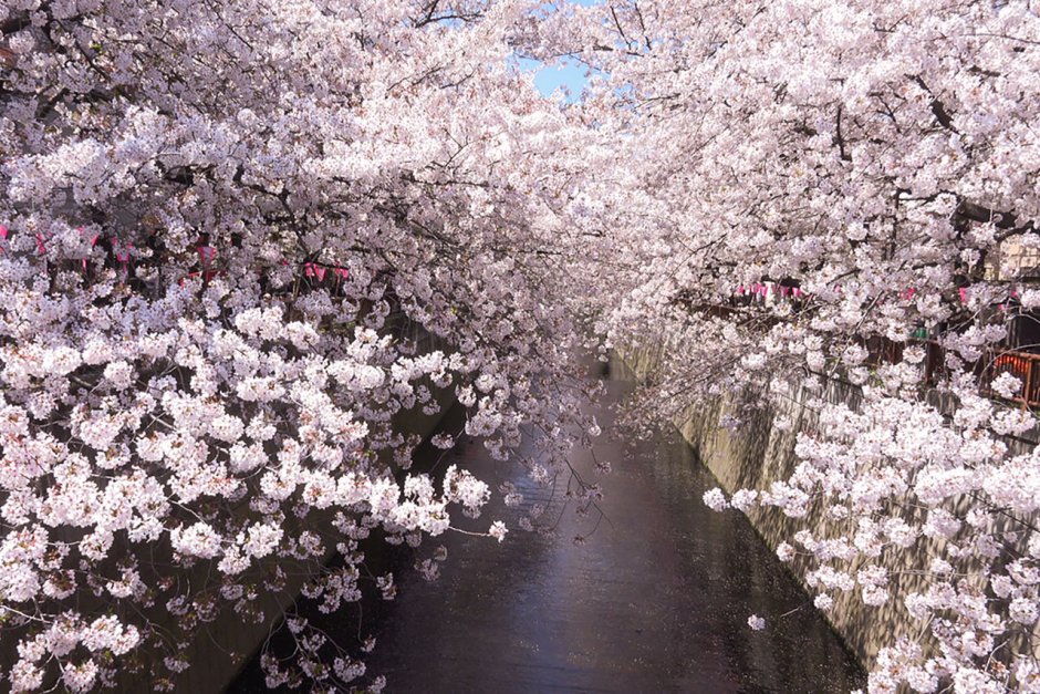 Цветение Сакуры в Японии в 2013 году