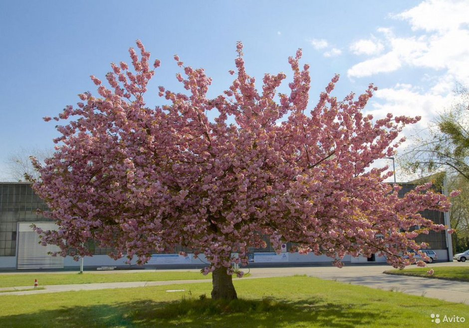 Вишня мелкопильчатая (Сакура) (Prunus serrulata)