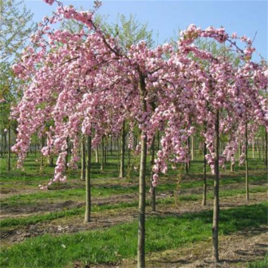 Prunus triloba на штамбе