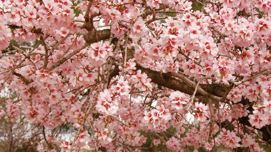 Сакура Тайхаку цветение
