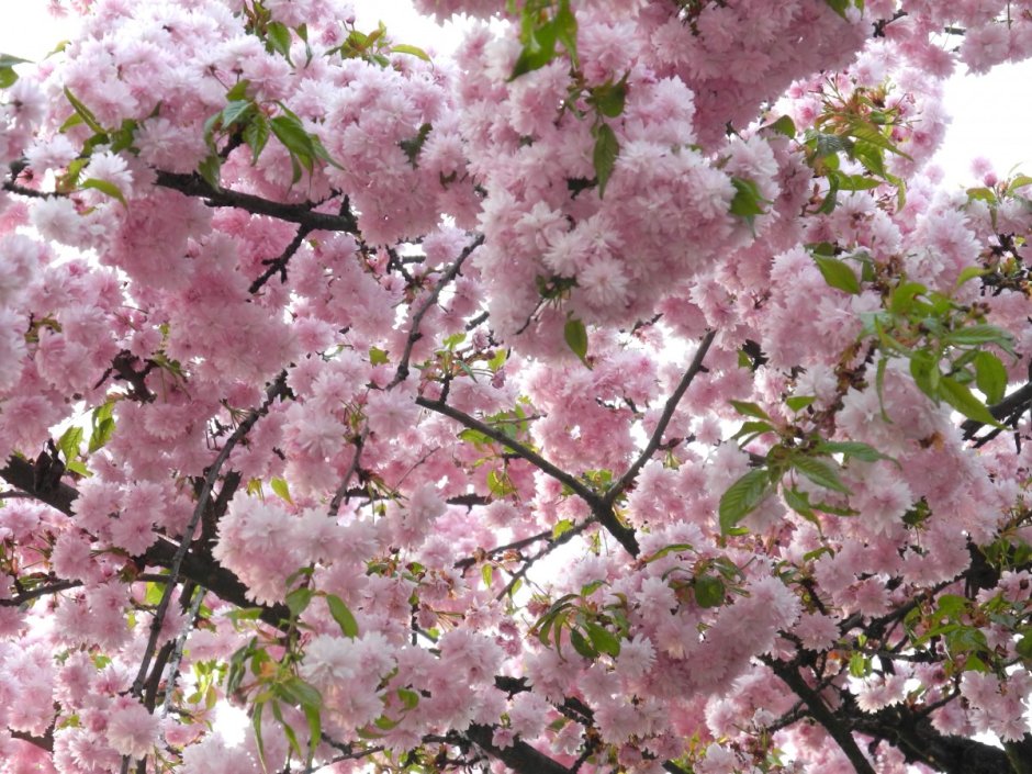 Цветение Сакуры апрель Япония