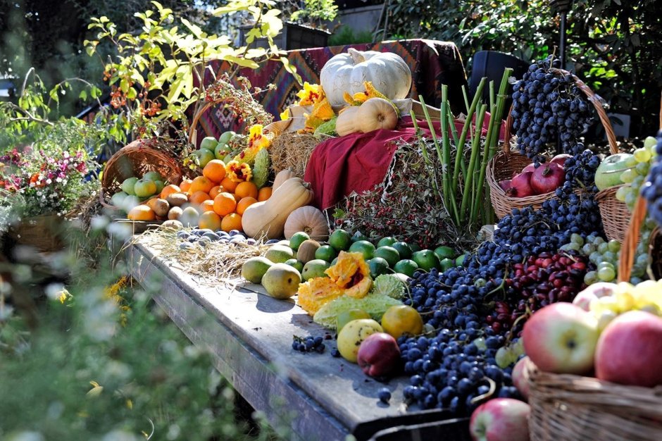 Сад с овощами и фруктами