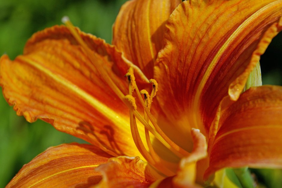 Лилейник Orange Blossom