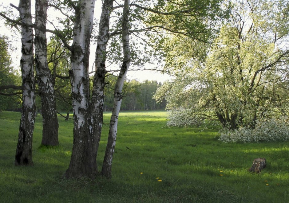 Цветущая черемуха Поляна в лесу в мае