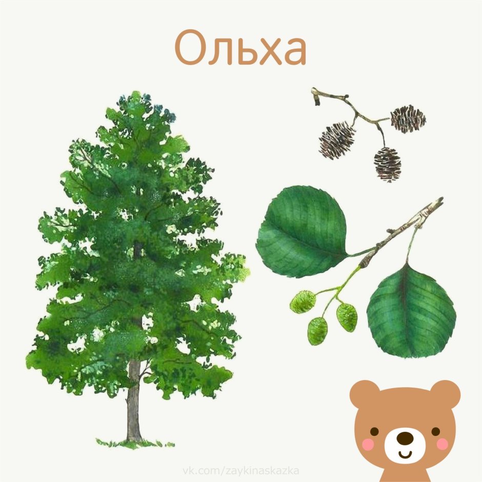 Название деревьев для дошкольников