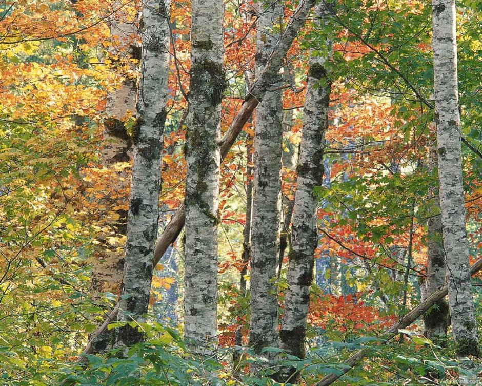 Картинка лес шумит листвою для детей