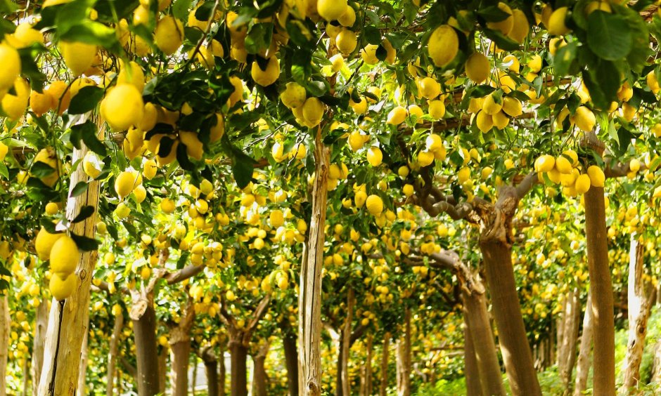 Лимонные деревья Сицилия