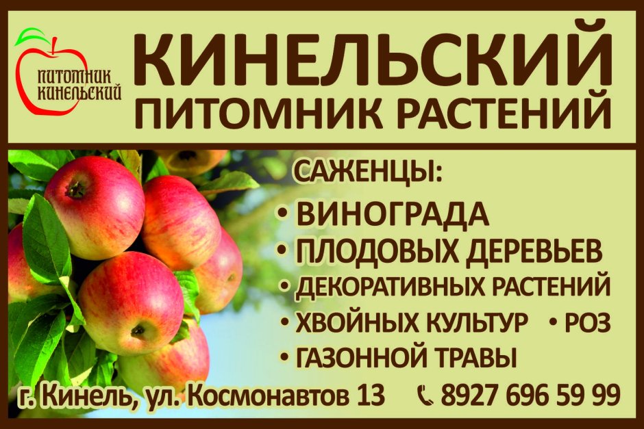Черенки яблони Тимирязевская Академия