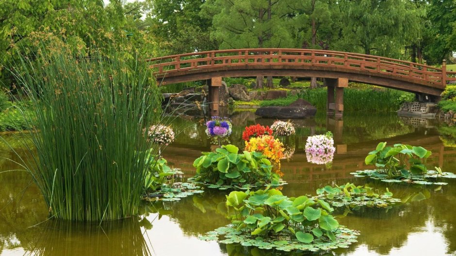 Ботанический сад пруд