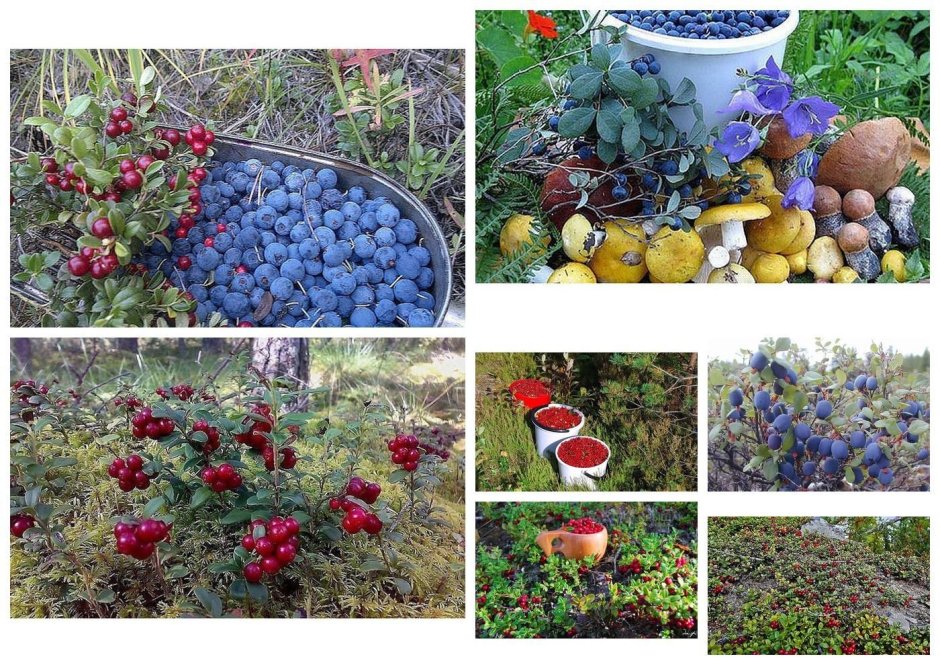 Сады в Новосибирске сбор ягод