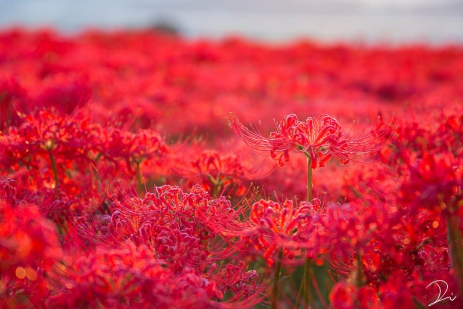 Рыжие японские цветы