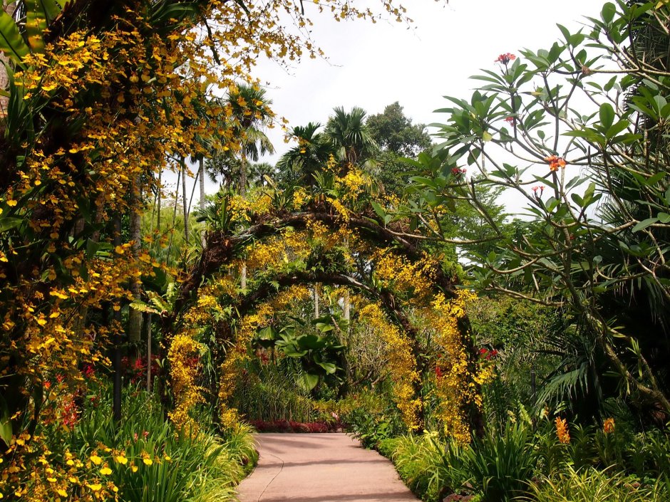 Сингапур Ботанический сад
