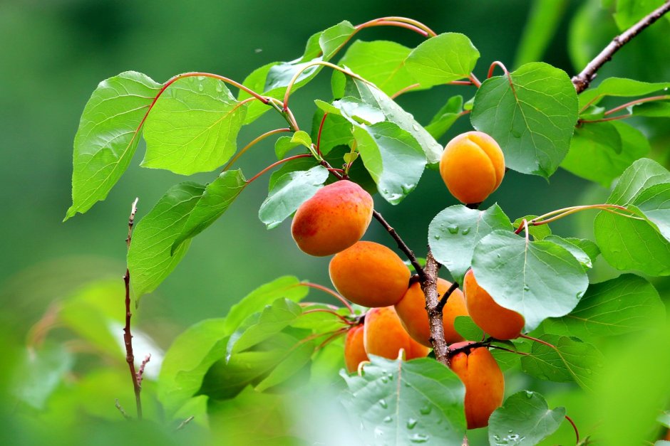 Листья абрикоса персик