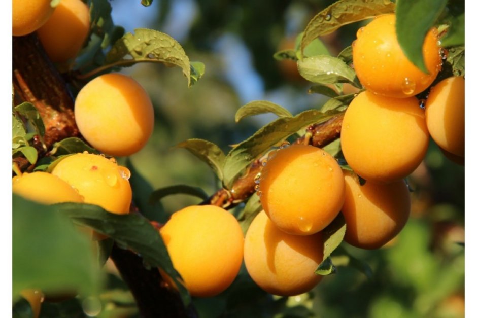 Абрикосы.персики на деревьях
