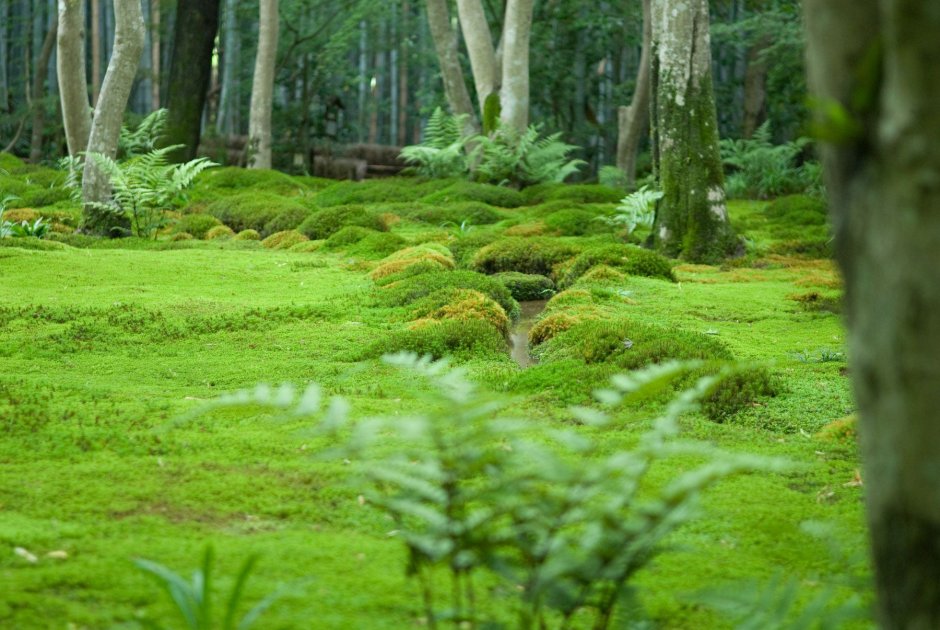 Сад папоротников в Японии