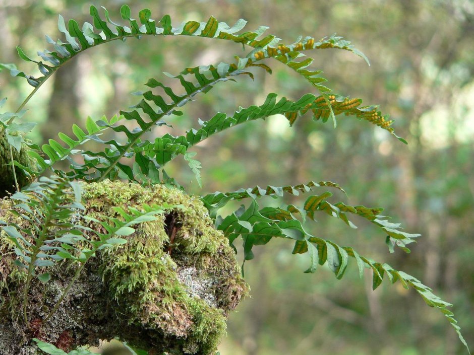 Папоротниковый мох Щитовник
