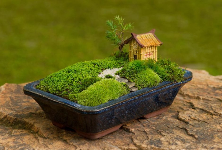 Бонсай миниатюрные сады