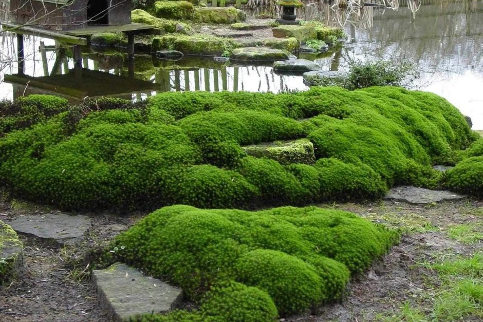 Сад папоротников в Японии