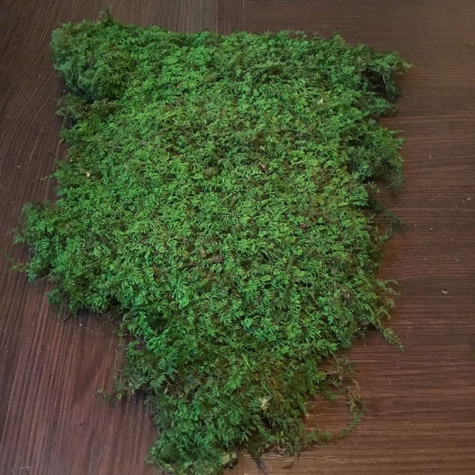 Moss Green / мох стабилизированный