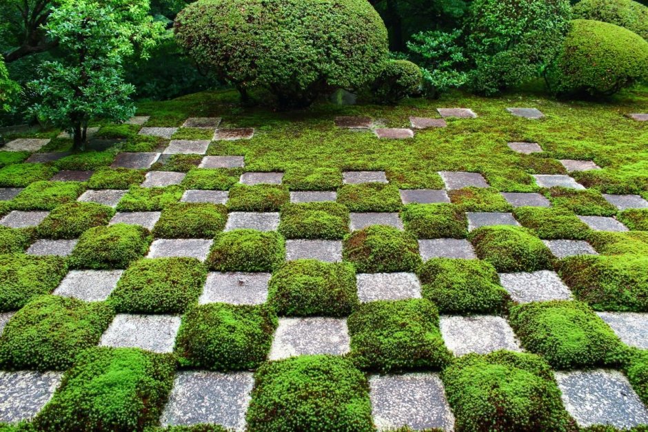 Замшелый сад в Японии