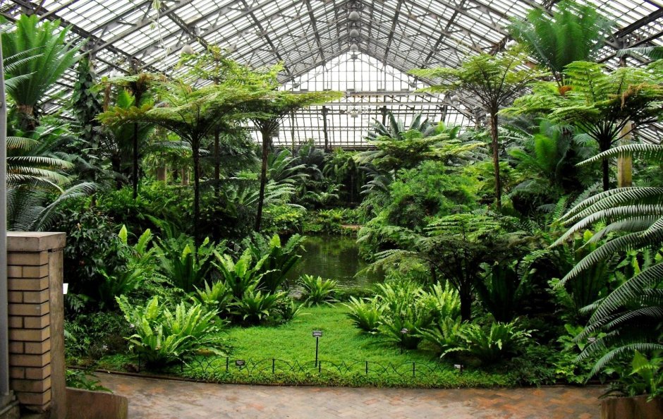 Ботанический сад Папоротниковая оранжерея