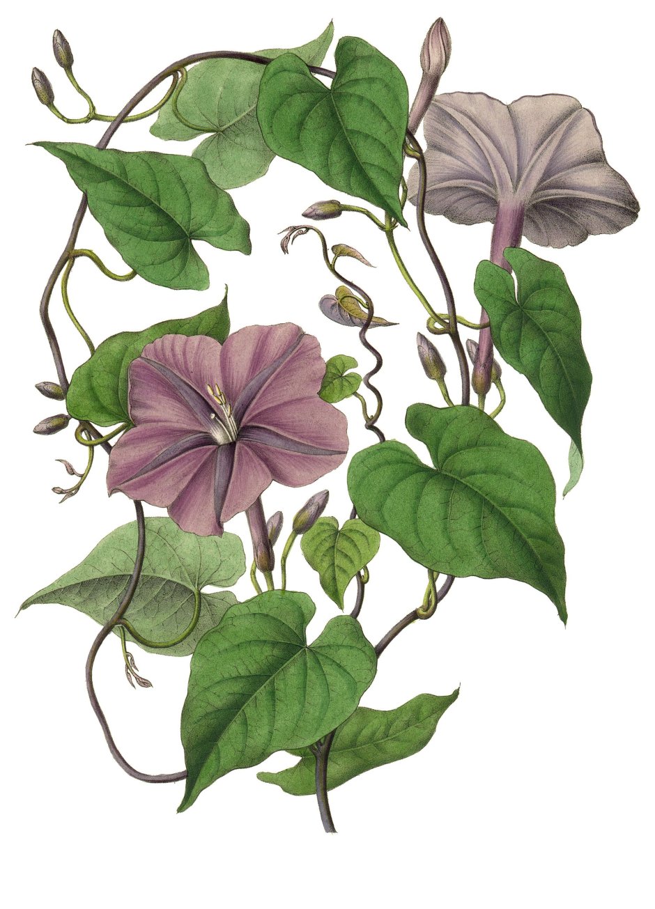 Ипомея пурпурная Ботанический рисунок