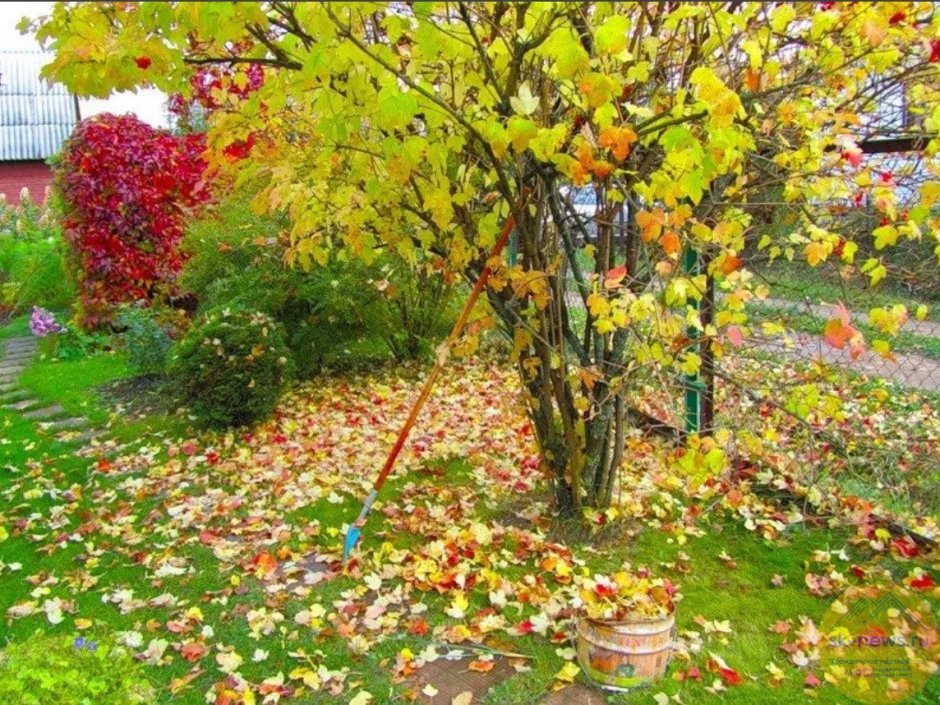Осенний огород