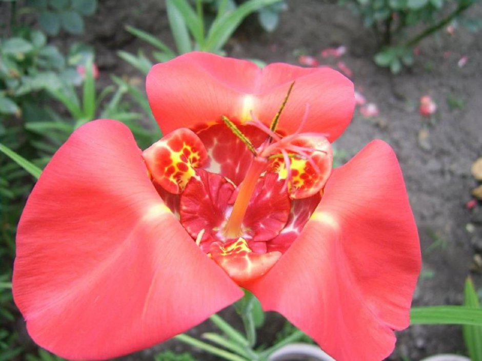 Цветы Тигридия Альба грандифлора.